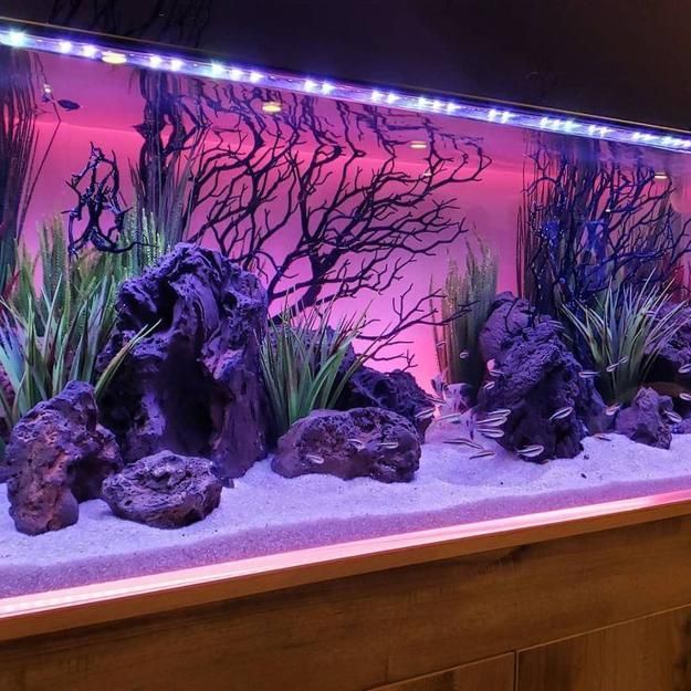 Fish Aquarium Tank